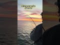 Thrill of victory, agony of defeat! #viralfishing #fishing #chesapeakebay
