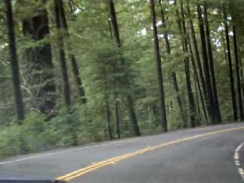 Drive Through Tree