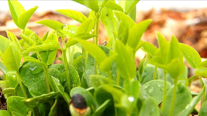 Why I Grow Pigeon Peas | Fast Shade, Nitrogen Fixer & Soil Builder for My Farm