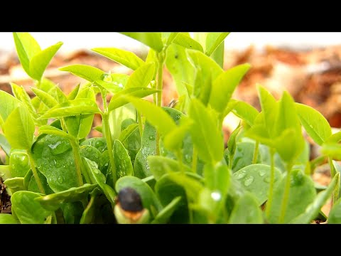 Where To Buy Pigeon Pea Seeds