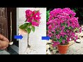 Simple  best method to grow bougainvillea cuttings bougainvillea flowering tipsconfetti garden