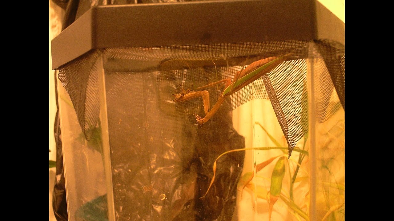 2Nd Chinese Mantis Final Days: First Signs Of Dying