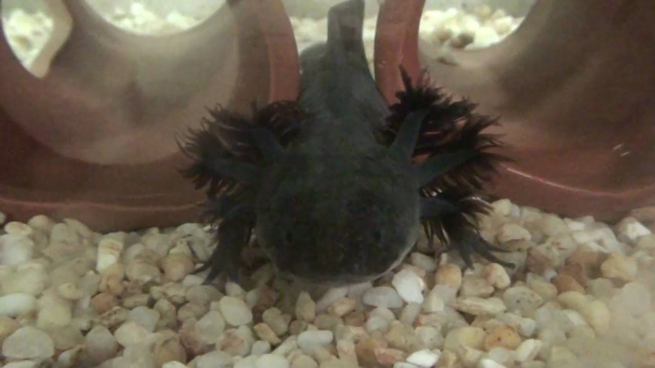 Sakuranbo Ibu ウパのクシャミ 動画 Sakuranbo Ibu ウパのクシャミ 動画