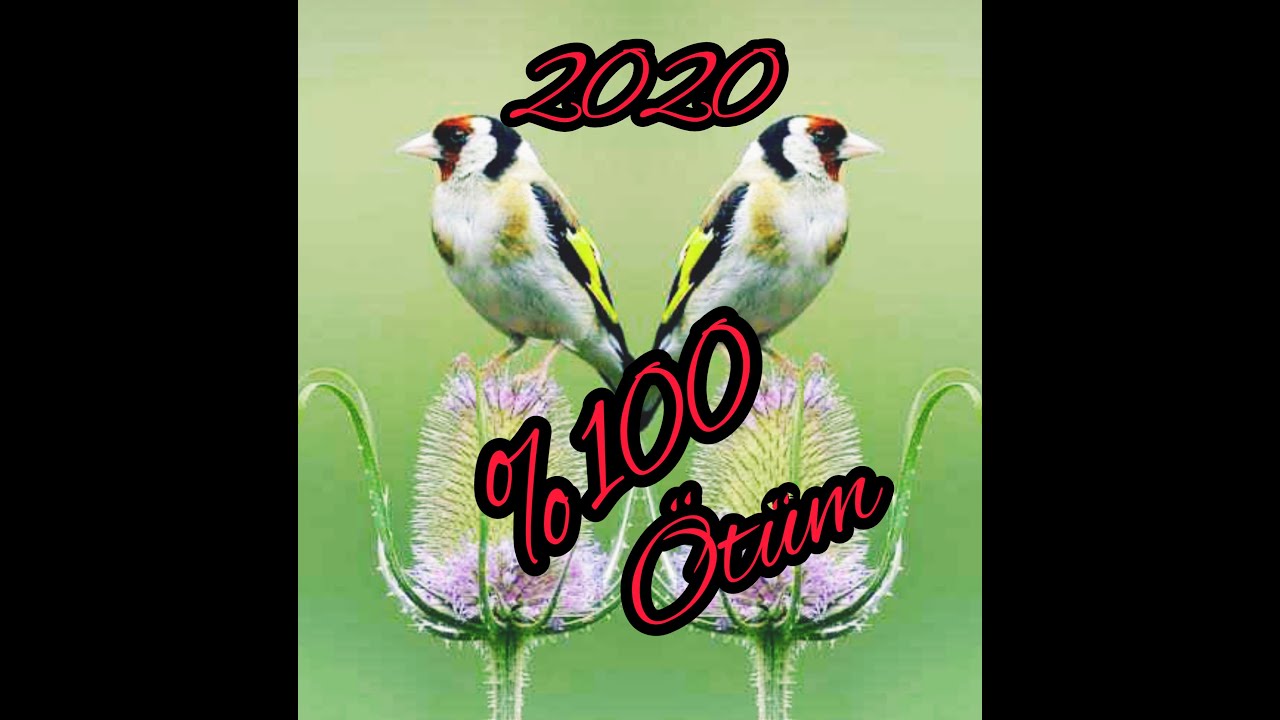 Saka kuşu huylandırma %100 etkili ( ÖTMEYEN KUŞ KALMASIN )