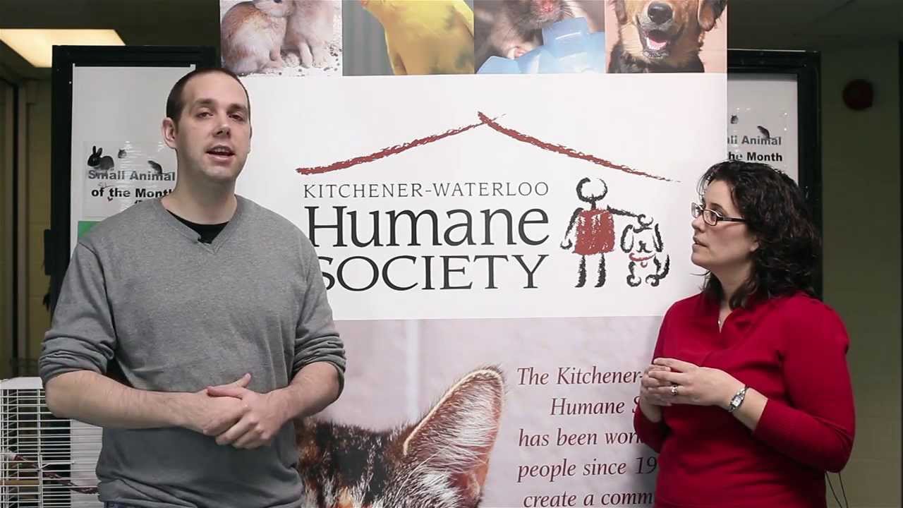 save the world N2 the Talking Cat Season 4 Fundraiser - Super Hero Cat Saves Lives