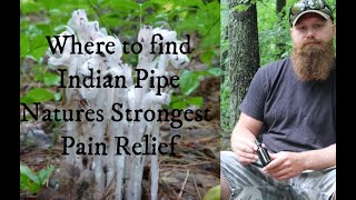 Indian Pipe - Where to find it, what it looks like, how to use it and how it tastes