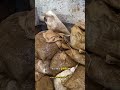 quanto custa construir na favela #viral #shorts #favela