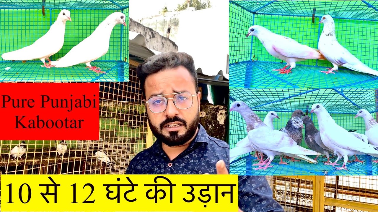 10 से 12 घंटे की उड़ान गारंटी के साथ | Punjabi Pigeon Are Available | Aman Prabhakar