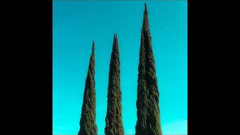 Midi Sprout - Household Plants (Full Album)