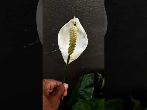 Video: Spathiphyllum Domino: augu kopšana