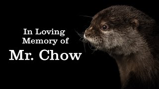 Gone But Never Forgotten: A Tribute To Mr.  Chow