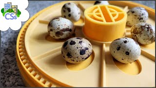 How to Incubate Quail Eggs | Brinsea Mini Advance | Japanese and Coturnix