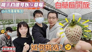 [八塊厝草莓園-開箱]2023區哪裡玩? 桃園八德也有白草莓可以採 ... 