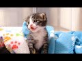 ママにかわいいお願いをする子猫。眠たいから毛布かけてくださいな。【赤ちゃん猫　保護猫】