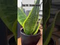 Day 10 - Snake plant #dailyupdates #snakeplant #hobby #plants #seedlings #growing #plantssparkjoy