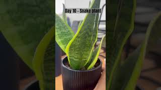 Day 10 - Snake plant #dailyupdates #snakeplant #hobby #plants #seedlings #growing #plantssparkjoy