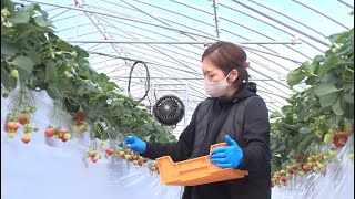 【特集】新潟のブランドイチゴ　"越後姫"の栽培に情熱注ぐ女性（2022年3月15日放送）