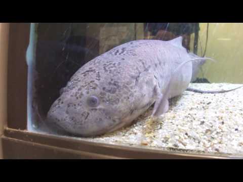 アフリカの肺魚「プロトプテルス・エチオピクス」 #キッズプラザ大阪