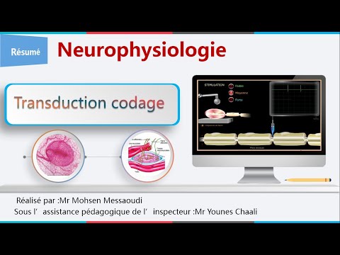 récepteur sensoriel: corpuscule de Pacini, fuseau neuromusculaire.