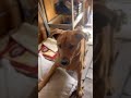 Playtime for Teddy Bear