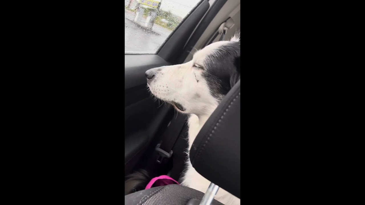 Border Collie travel trips
