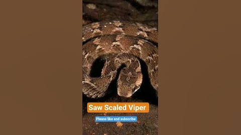 Small but dangerous viper #trending  #snake  #wildlife #shortvideo