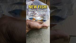 Unboxing Boesemani Rainbowfish – Colors Already Showing! ✅ #fyp #shorts #aquarium #fish