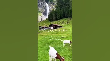 تلاوة تريح القلب