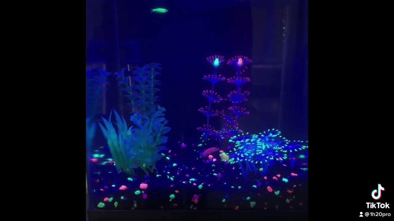 Tiny 8 gallon square glo fish aquarium - with 3 neon danios 