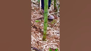 unique technique for cutting bamboo #shorts