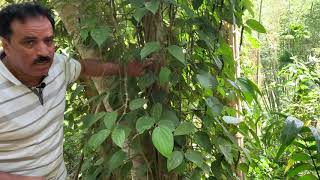 شجرة الفلفل الأسود يوتيوب