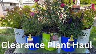 My First CLEARANCE Plant Haul🤑🤩🪴