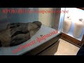Древний ЕГИПЕТ. Крокодил (любимец фараона) и другие.Обзор Каирского музея. Интересные экспонаты.