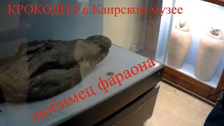 Древний ЕГИПЕТ. Крокодил (любимец фараона) и другие.Обзор Каирского музея. Интересные экспонаты.