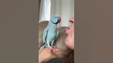 What Happened Talkingparrot Funnyanimals Funnypets Parrot Indianringneck Cutepets Bird 