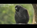 Kloss&#39;s Gibbon