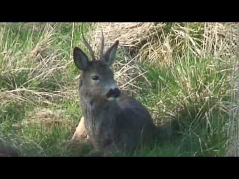 Rehe im Garten