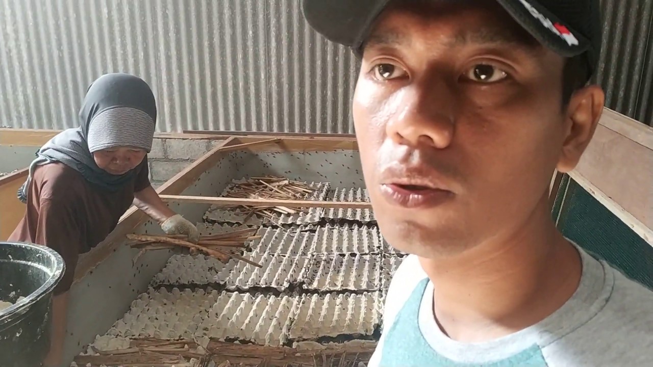 Ternak Jangkrik Alam 