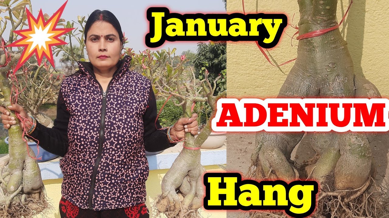 JANUARY mein ADENIUM ko Hang karna Chahiye Ya Nahin ? अडेनियम को लटकाना जरूरी है क्या ? Adenium hang