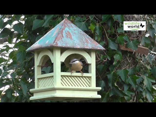 Installer une mangeoire à oiseaux dans mon jardin - Instinct Animal