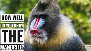 Mandrill || Descriptions, Characteristics and Facts!