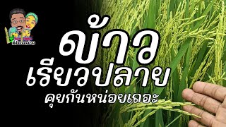 เรื่องด่วนข้าวเรียวปลายมาคุยกันหน่อยดีใหม