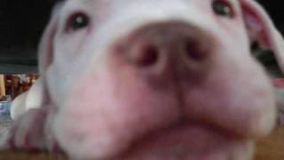 My rednose pitbull: Gotti
