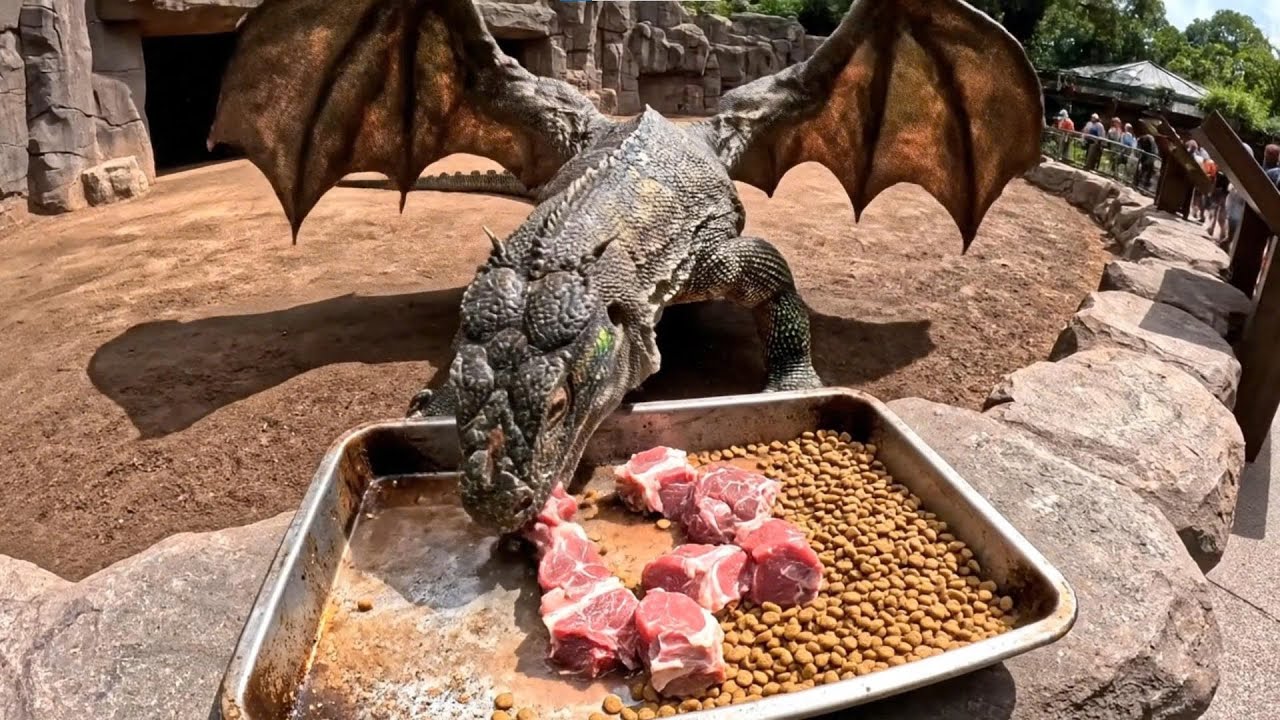 I visited the Dragon Conservation Center, the scariest zoo in the United States.