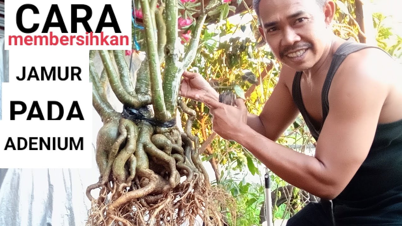 cara membersihkan jamur pada adenium bonsai