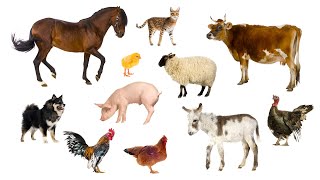 Farm animals for Kids Animal sounds Guess the farm animal