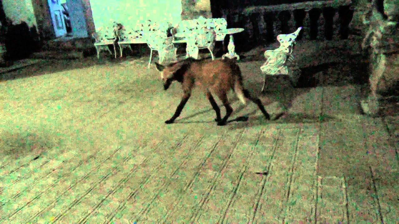 絶滅危惧種のタテガミオオカミを間近で見ることができるブラジルの修道院 サンチュアリオ ド カラサ ニコニコニュース