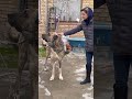 قلدر جان واقعا قلدره سگ دامپزشکی Dog Animals 