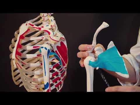 💀☕ Mięsień podłopatkowy - anatomia | stożek rotatorów | Anatomia Przy Kawie  #15