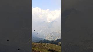 #travel #mountains #chopta #nature #badrinath #kedarnath #tungnathtrekking #viralshorts #vlog